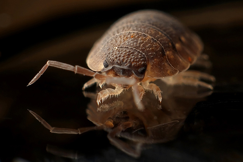 Ant Control service by Official Pest Pros in Fresno CA