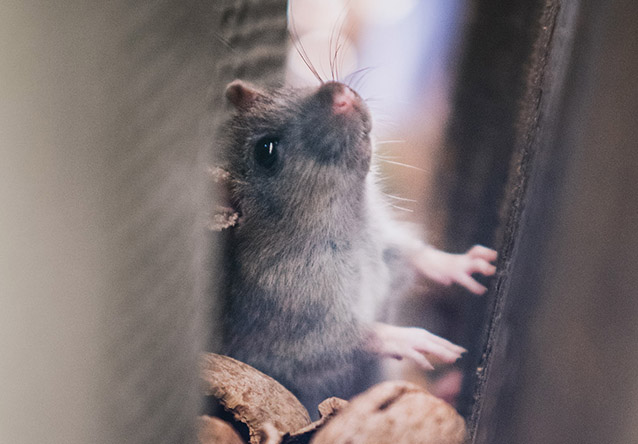Pest control service in Visalia CA zip 93291 by Official Pest Pros