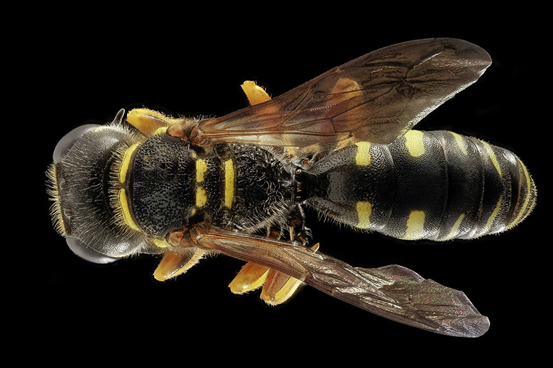 Wasp and Hornet Removal service by Official Pest Pros in Fresno CA